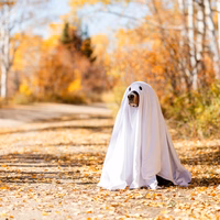 Halloween Party & Benefit Concert
